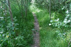 Path through Ryebank Fields June 2019